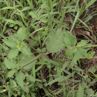 Achyranthes aspera L.